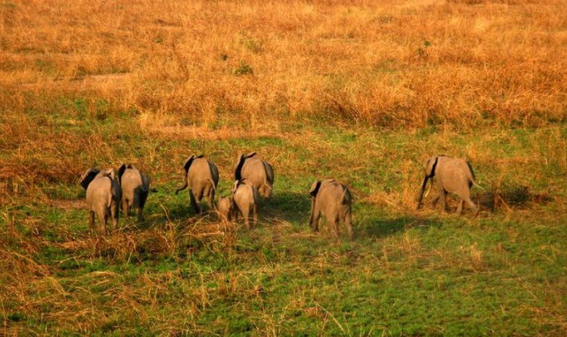 Upemba National Park, Haut-Lomami & Lualaba Provinces, DR Congo
